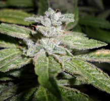 Pheno Finder Seeds - Fromage Blue (Feminized)