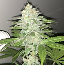 Pheno Finder Seeds - Lemon Sherbert (Feminized)