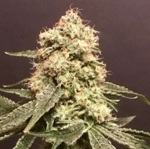 Pot Valley Seeds - Frosty Purps (Feminized)