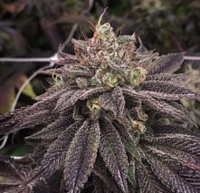 Pheno Finder Seeds - StarCake (Feminized)