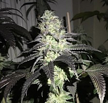 Pheno Finder Seeds - Do Z Dos (Feminized)