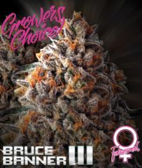 Growers Choice - Bruce Banner 111 (Fem)