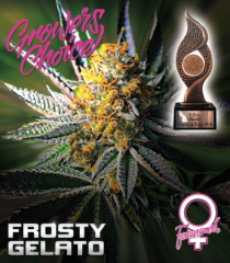 Growers Choice - Frosty Gelato (Feminized)