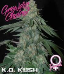 Growers Choice - K.O.Kush (Feminized)