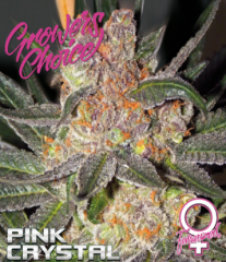 Growers Choice - Pink Crystal (Feminized)