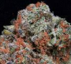 Don Avalanche Seeds - Don Girl Scout Cookies (Feminized)