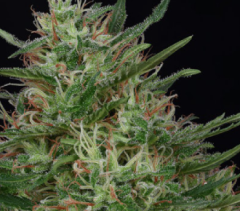 Don Avalanche Seeds - Don Green Crack (Feminized)