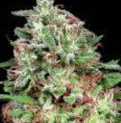 Don Avalanche Seeds - Don White Widow (Feminized)