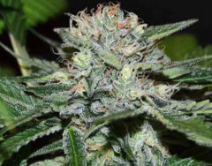 Delicious Seeds - CHOCOBANG (Feminised)