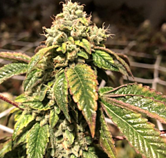 Pheno Finder Seeds - Blue Sherbalato (Feminized)