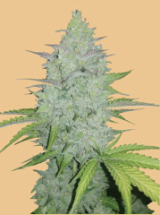 Fast Buds - Auto Cheese (Feminized) 