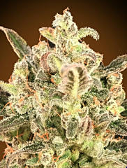 Advanced seeds - Auto Biodiesel Mass XXL (Feminized)
