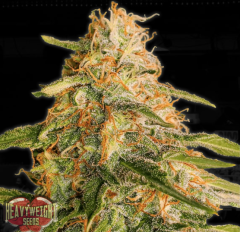 Heavy Weight Seeds - Tropic Punch (Feminized)
