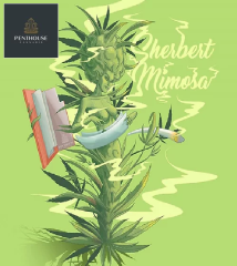 Penthouse Cannabis - Sherbert Mimosa (Feminized) 