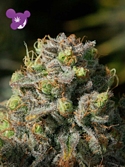 Anesia Seeds - Iceberg (Feminized) 