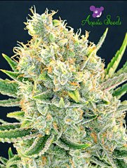 Anesia Seeds - Sour Apple (Feminized) 