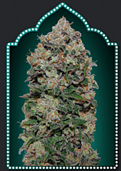 00 Seeds - Nothern Lights (Feminized)