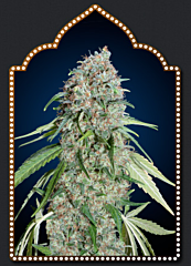 00 Seeds - Chocolate Skunk CBD (Feminized)