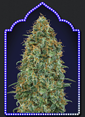 00 Seeds - Blueberry (Feminized)