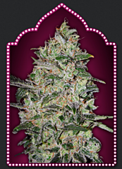 00 Seeds - Bubble Gum Fast (Feminized)