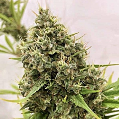Ace Seeds - Guawi (Feminized)