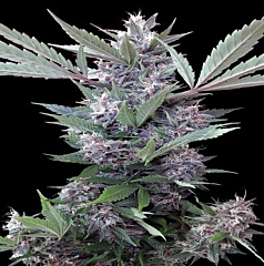 Ace Seeds - Bubba Kush x PCK (Feminized) 
