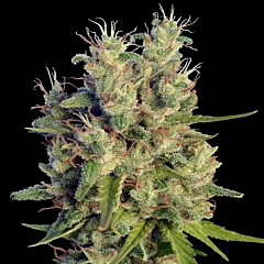 Ace Seeds - Super Malawi Haze (Feminized) 