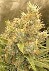 Ace Seeds - Malawi x Panama (Fem)