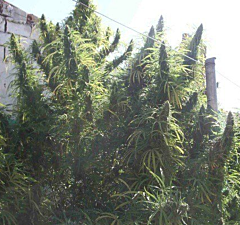 Ace Seeds - Golden Tiger (Feminized)