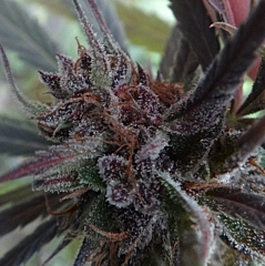Ace Seeds - Haze x Kali China (Feminized)