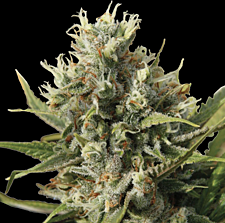 Spliff Seeds - Amnesiac Auto (Feminized) 