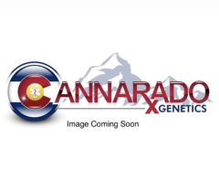 Cannarado Genetics - Goodnight Moon (Feminized)