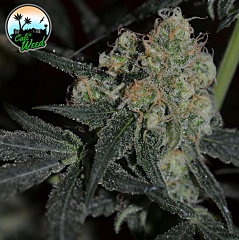 Cali Weed - Biscotti Peach (Feminized) 