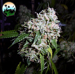 Cali Weed - California Headband (Feminized) 