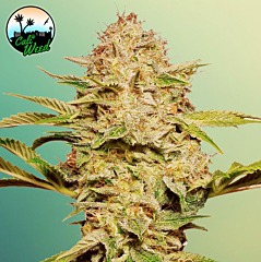 Cali Weed - Cali Glue Auto (Feminized) 