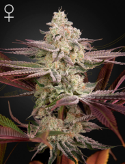 Green House Seed Co - Chemical Bride (Feminized) 