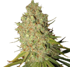 Royal Queen Seeds - Special Kush #1 (Feminized)