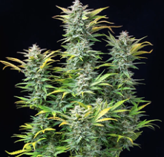 Royal Queen Seeds - Quick One (Feminized)