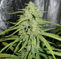 Royal Queen Seeds - Royal Highness (Feminized)