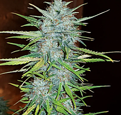 Royal Queen Seeds - Royal Creamatic (Feminized)