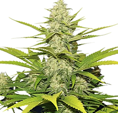 Royal Queen Seeds - Skunk XL (Feminized)