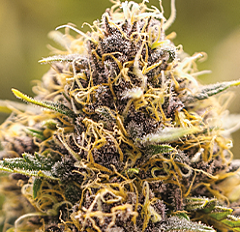 Anesia Seeds - True Gold OG (Feminized) 