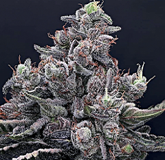 Anesia Seeds - Mob Boss (Feminized) 