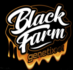 Black Farm Genetix - Glueberry (Feminized) 