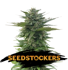 Seed Stockers - CBG Zerodue (Fem)