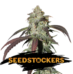 Seed Stockers - CBD Northern Lights (Fem)