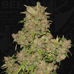 T.H. Seeds - M.O.B (Mother Of Berries) Feminized 