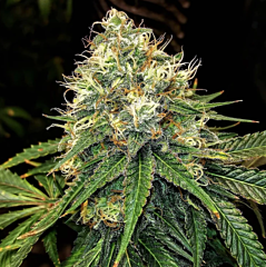 Top Shelf Elite - Truffle Berry (Feminized)