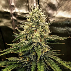 Top Shelf Elite - Silver Napalm (Feminized)