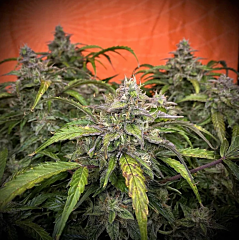 Top Shelf Elite - Auto Silver Napalm (Feminized)